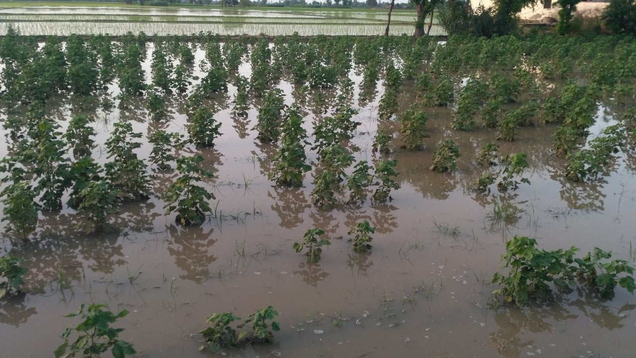 Over 100 Acres of Cotton and Maize Fields in Tamil Nadu Destroyed By